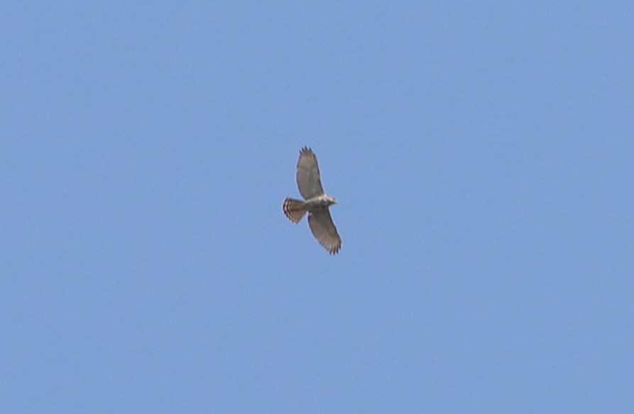 Broad-winged Hawk - ML222850661