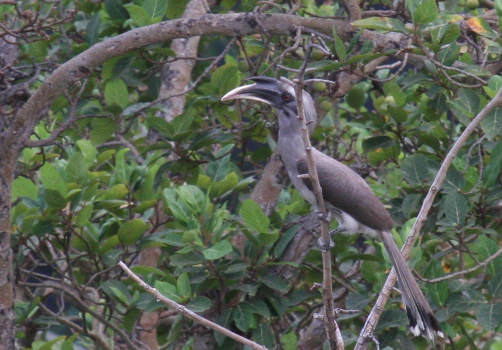 Indian Gray Hornbill - ML222851401