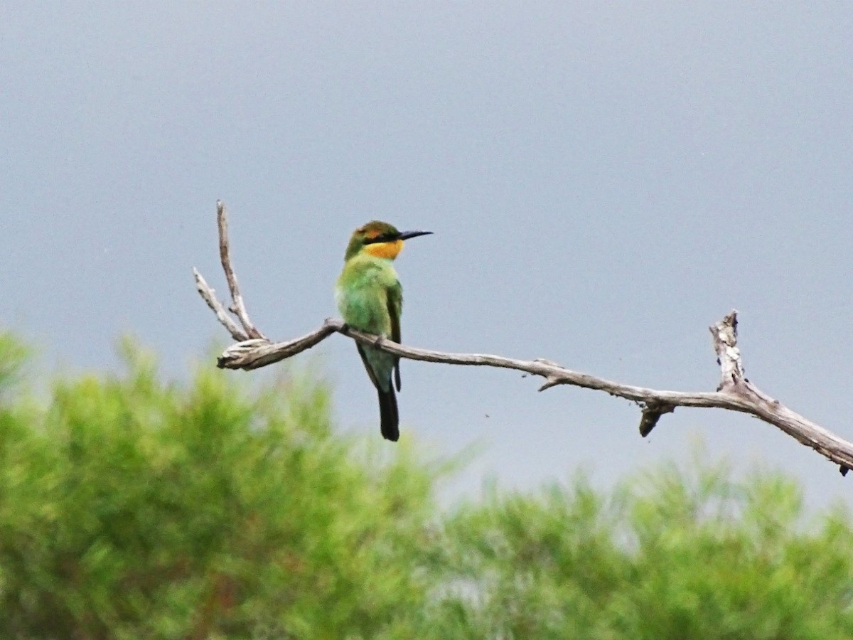 Rainbow Bee-eater - Sue Lee