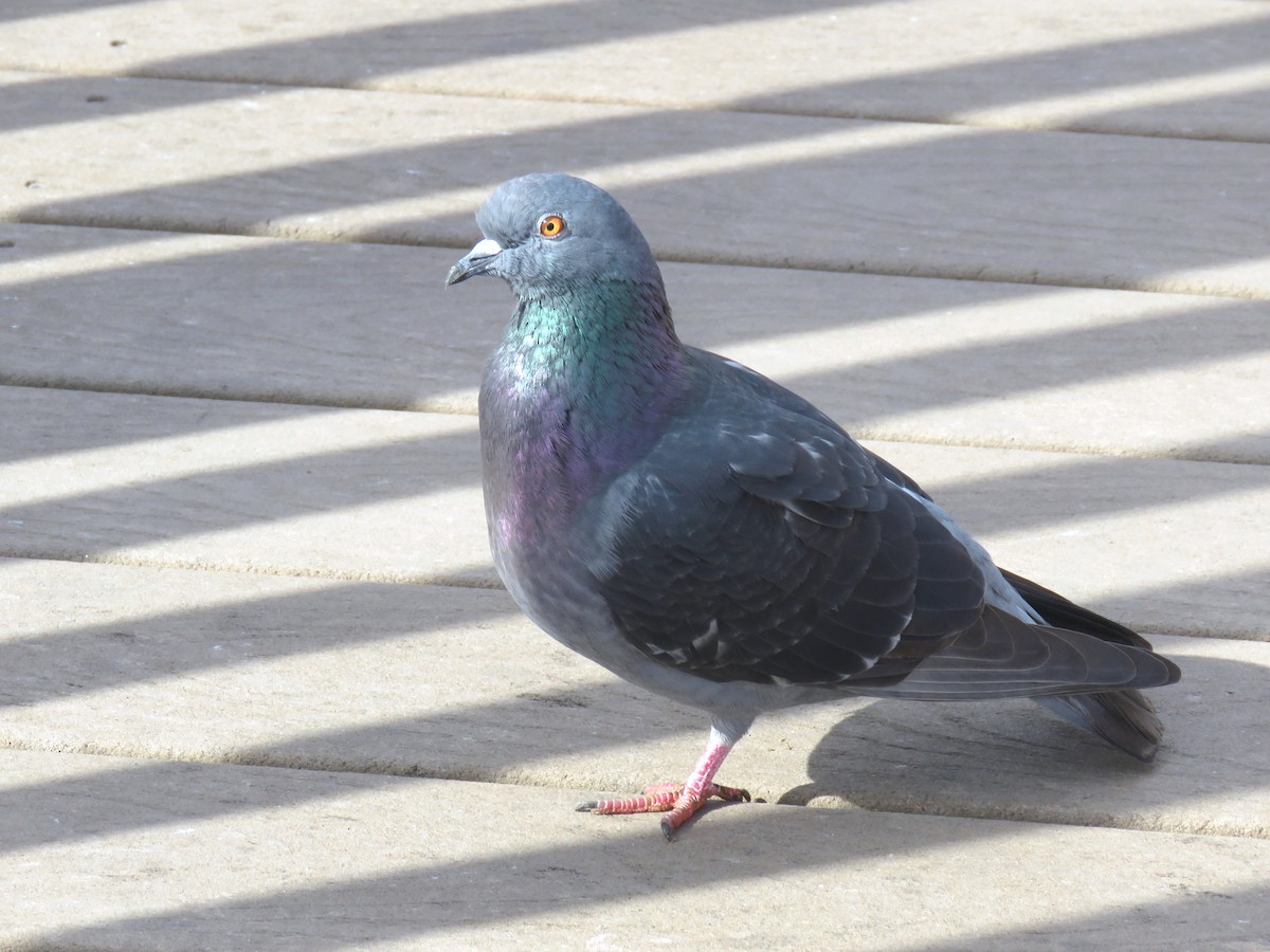 Rock Pigeon (Feral Pigeon) - ML22285531