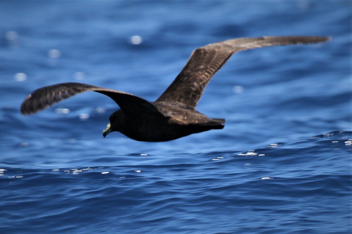 ML222863601 - Parkinson's Petrel - Macaulay Library