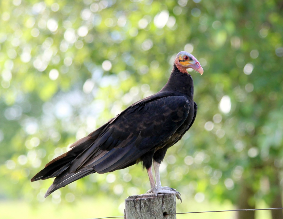 Lesser Yellow-headed Vulture - Patrick Ellsworth