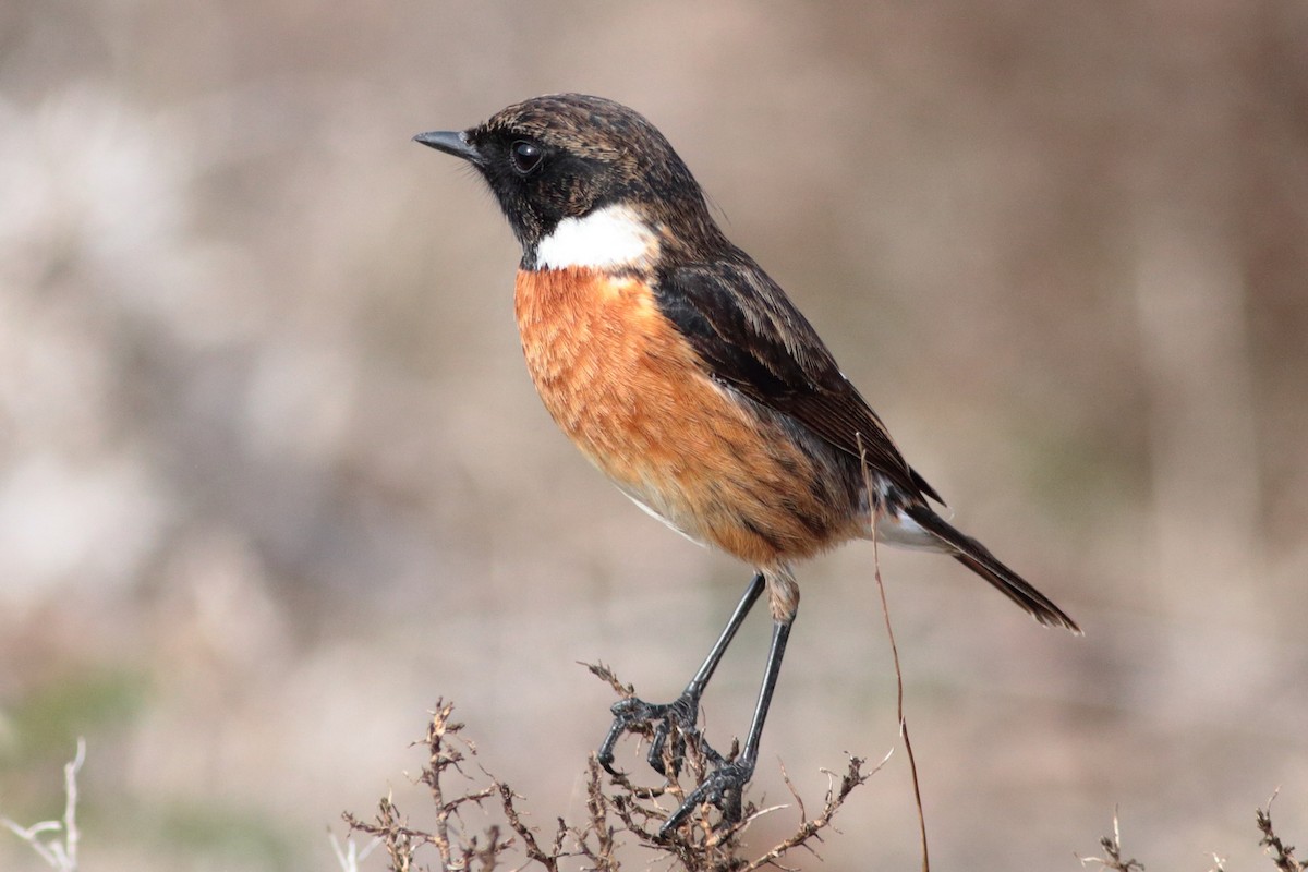 ML222867811 - European Stonechat - Macaulay Library