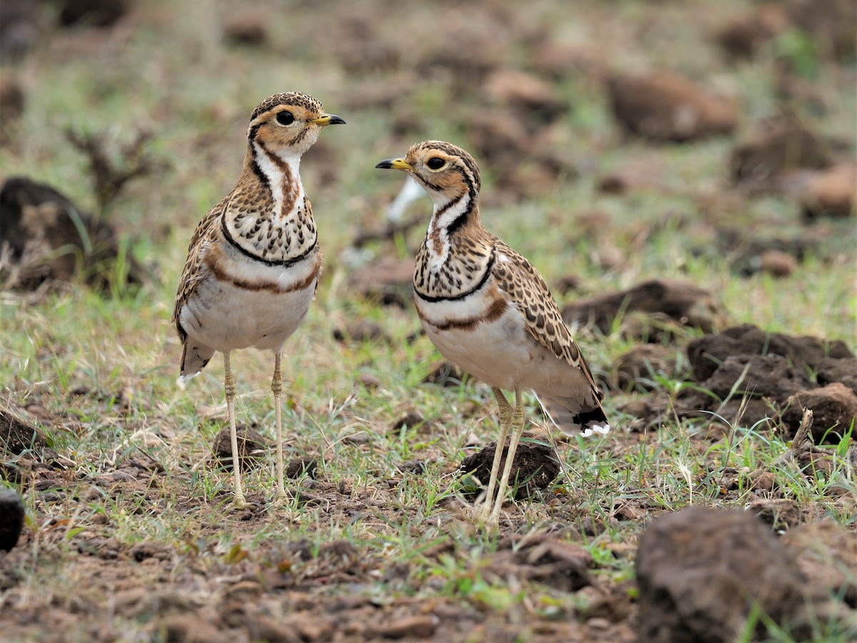 Three-banded Courser - ML222867821