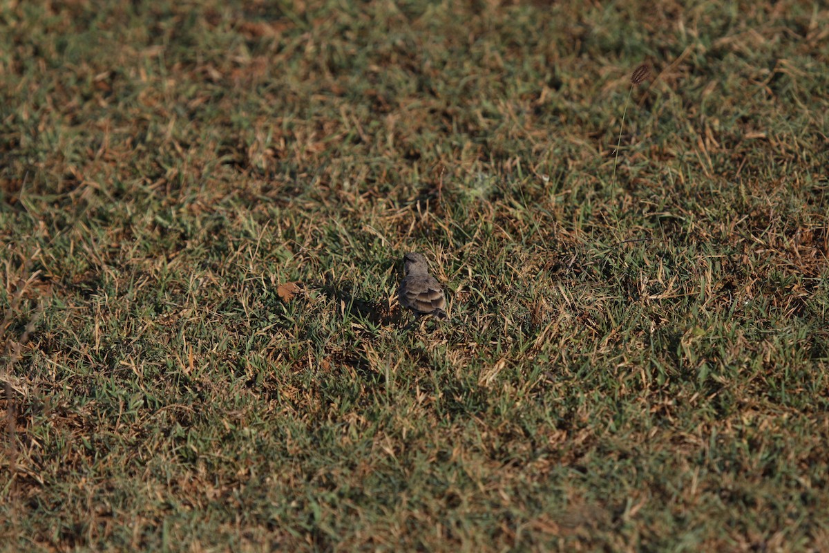 Ashy-crowned Sparrow-Lark - ML222870031