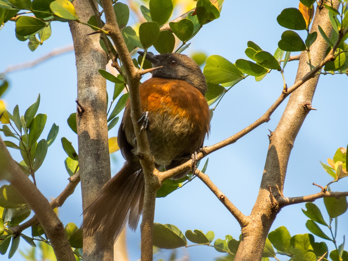 Rufous-breasted Spinetail - ML222873251