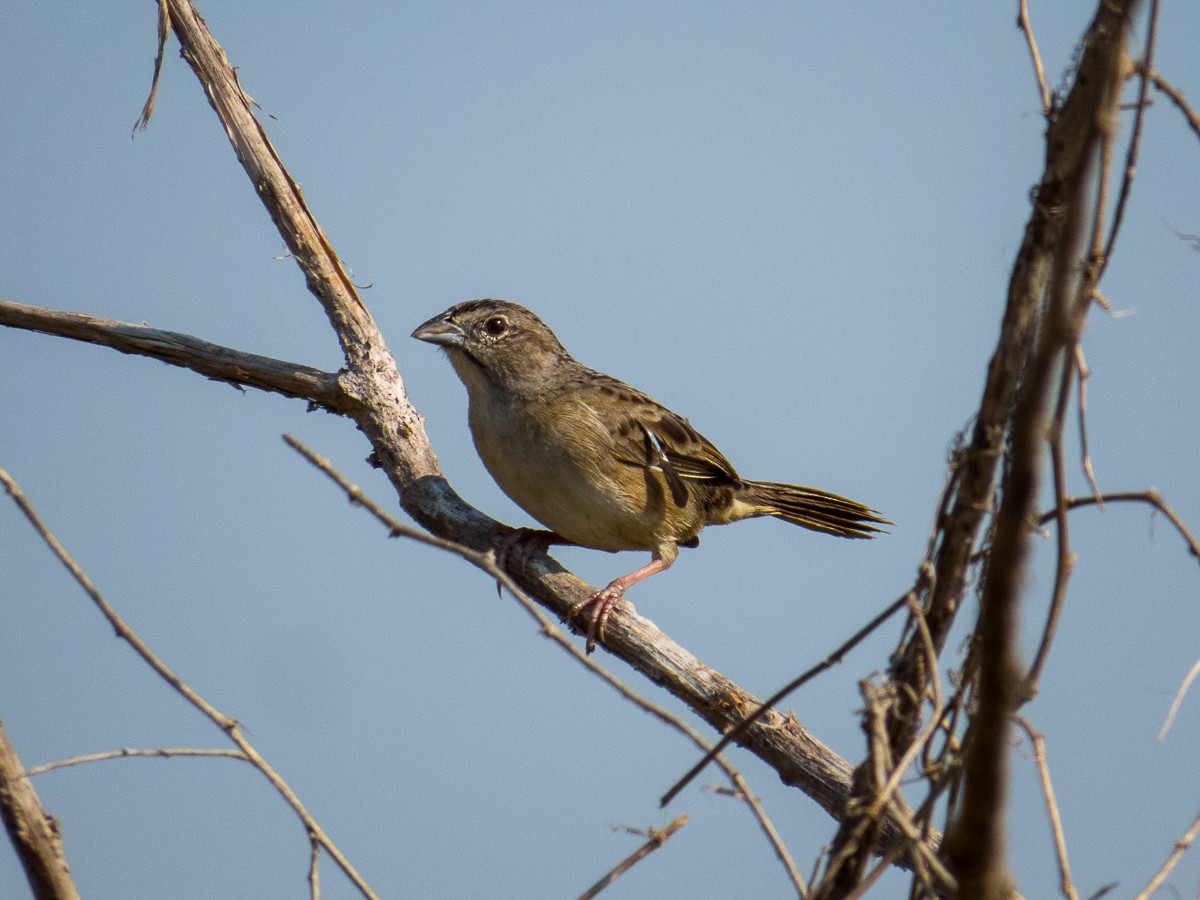 Botteri's Sparrow - ML222873261