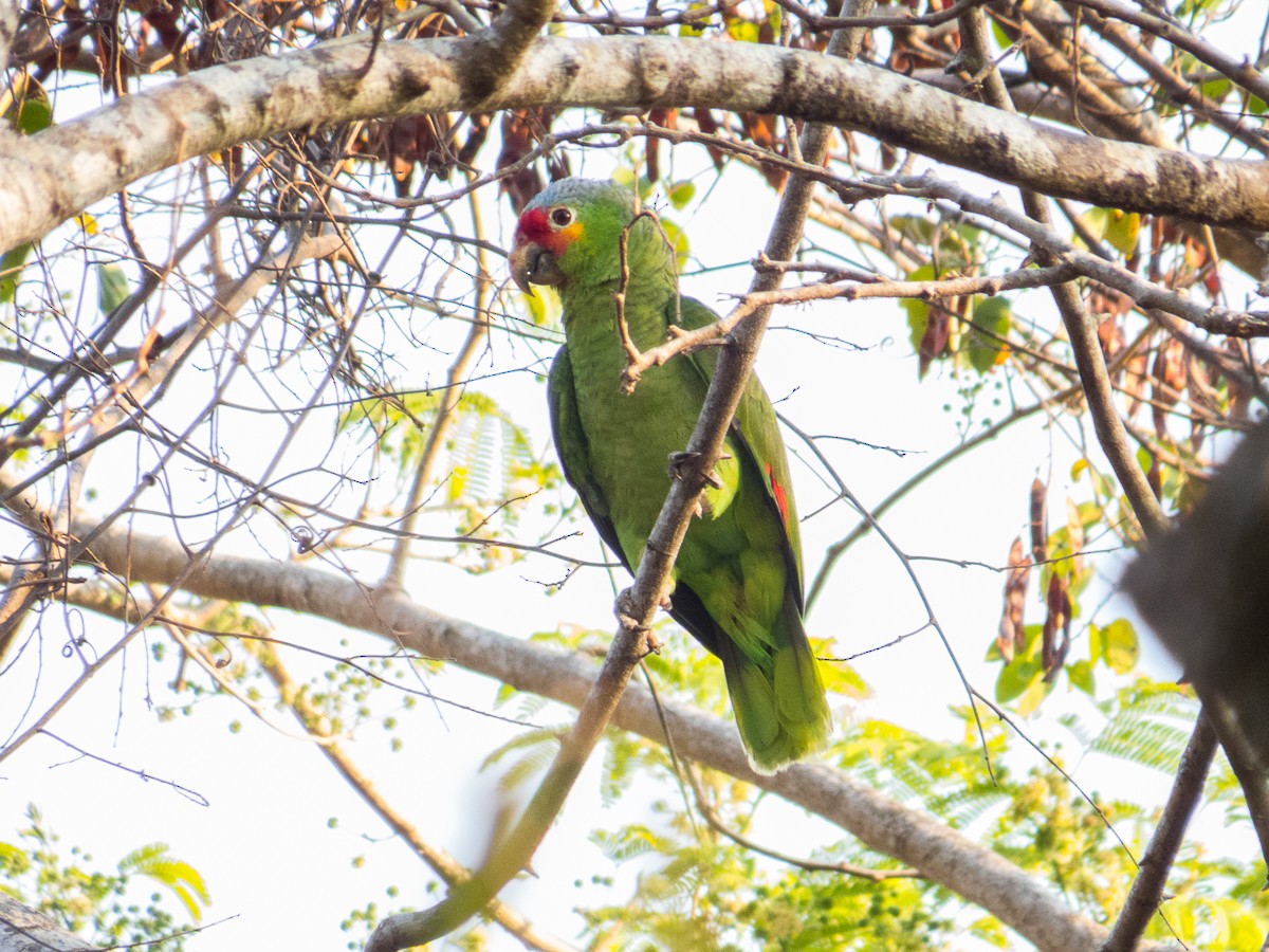 Red-lored Parrot - ML222877091
