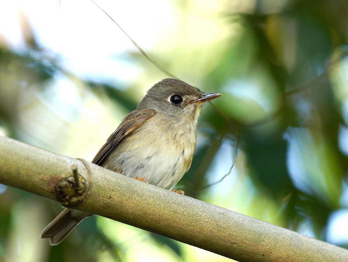 Brown-breasted Flycatcher - Roman Lo