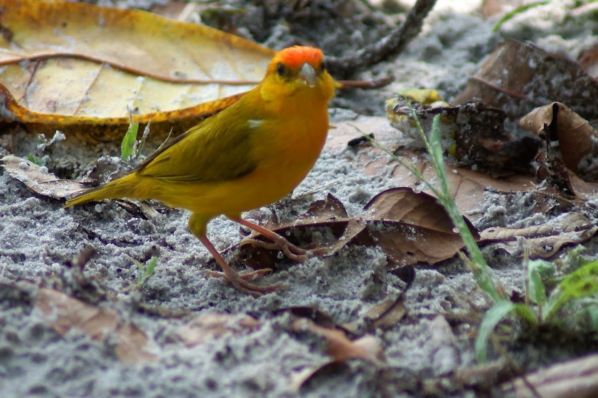 Orange-fronted Yellow-Finch - Magin Torres