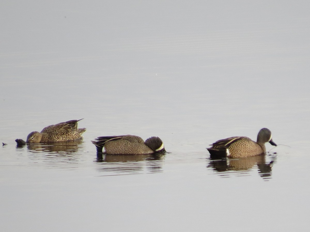 Blue-winged Teal - ML222886801