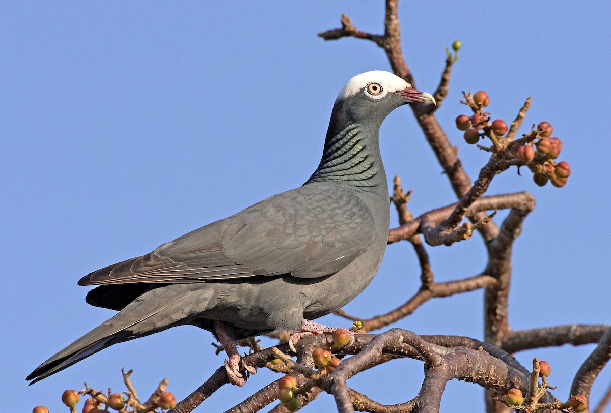 White-crowned Pigeon - ML222895151