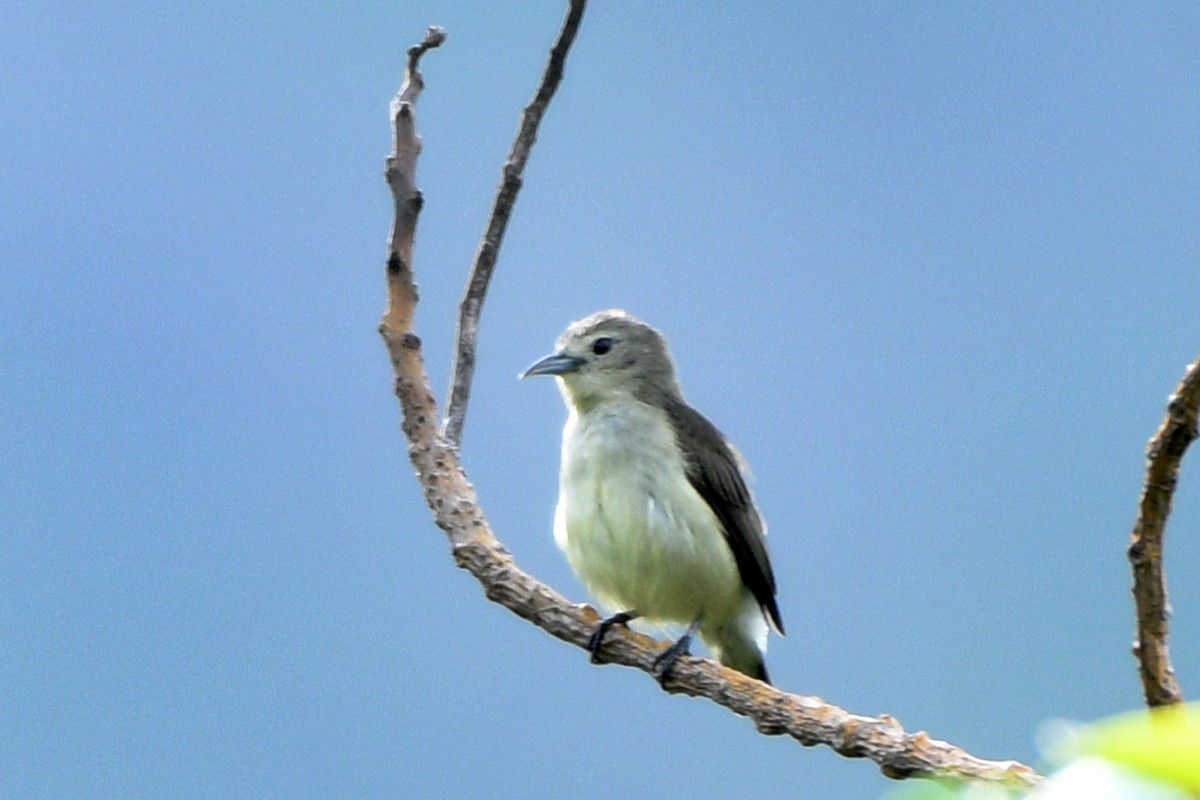 Nilgiri Flowerpecker - ML222897831