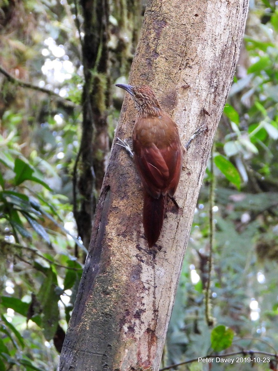 Spotted Woodcreeper - ML222900801