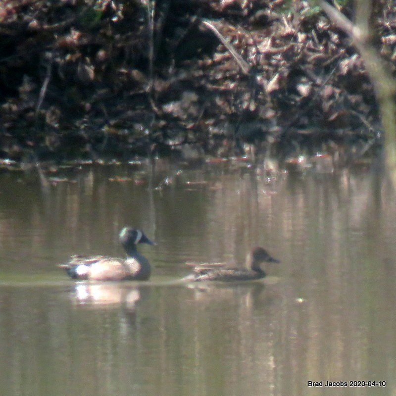 Blue-winged Teal - ML222905221