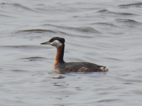 Red-necked Grebe - ML222905291