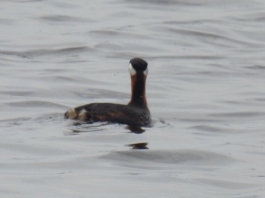 Red-necked Grebe - ML222905301