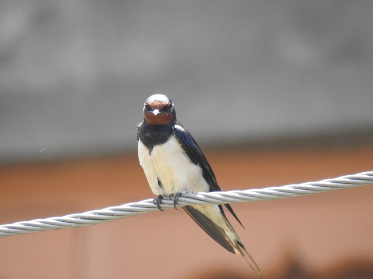 Barn Swallow - Sheikh Riyaz