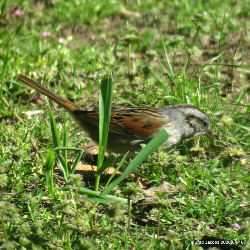 Swamp Sparrow - ML222908611