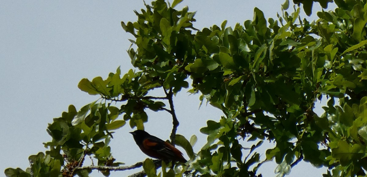Orchard Oriole - ML222921761