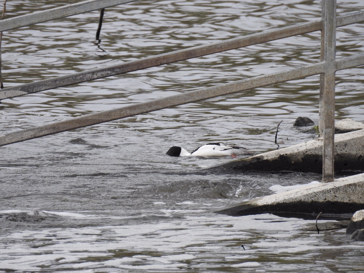 eBird Checklist 12 Apr 2020 Eagle Bluffs CA 37 species