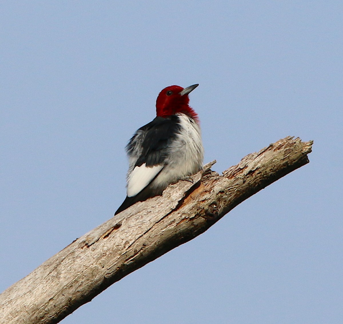 Red-headed Woodpecker - ML222930371