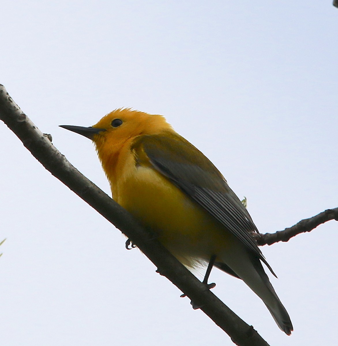 Prothonotary Warbler - ML222930971