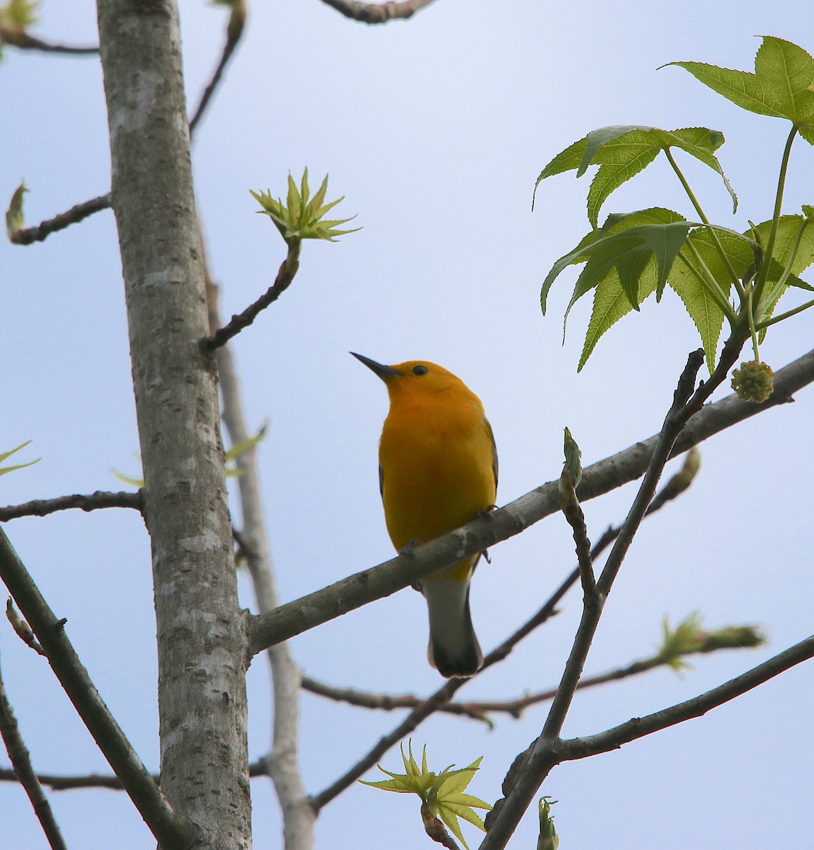 Prothonotary Warbler - ML222931061