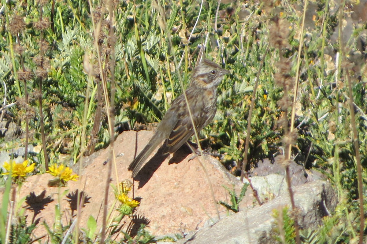 Rufous-collared Sparrow - ML222937191