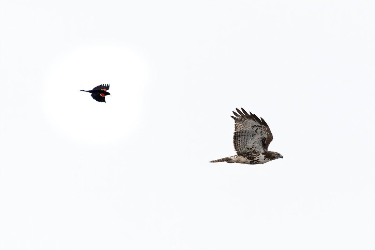 Red-tailed Hawk - Steven McGrath