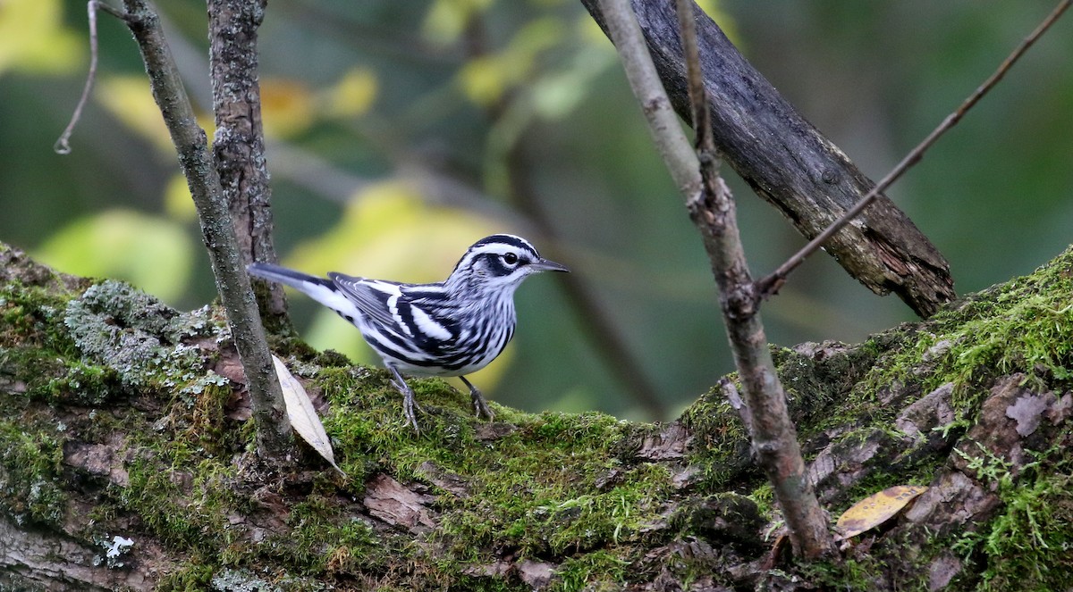 Black-and-white Warbler - ML222948521