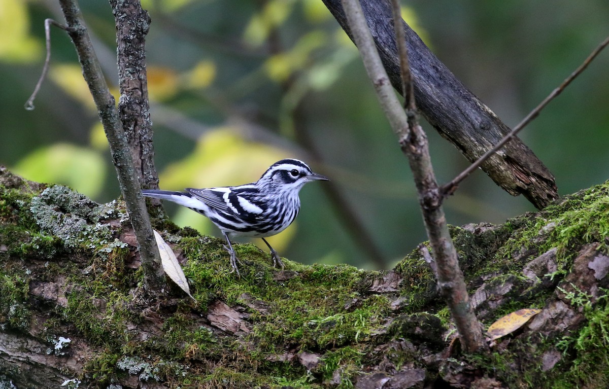 Black-and-white Warbler - ML222948651