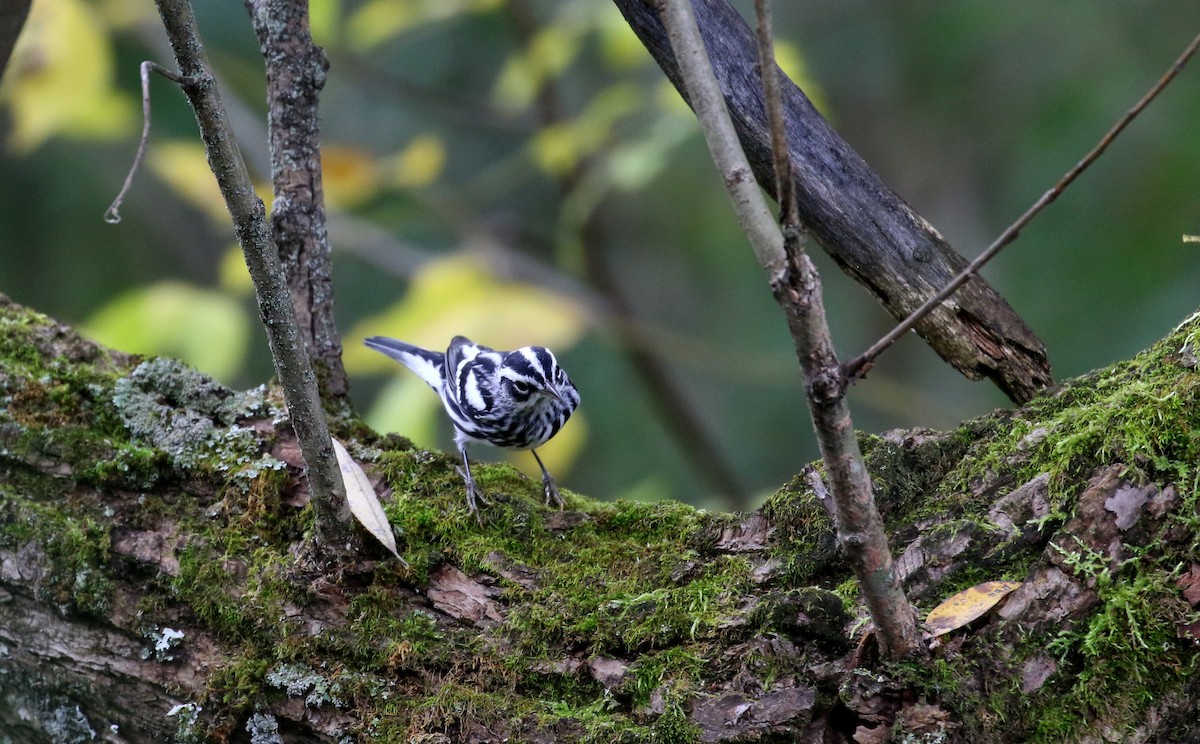 Black-and-white Warbler - ML222948681