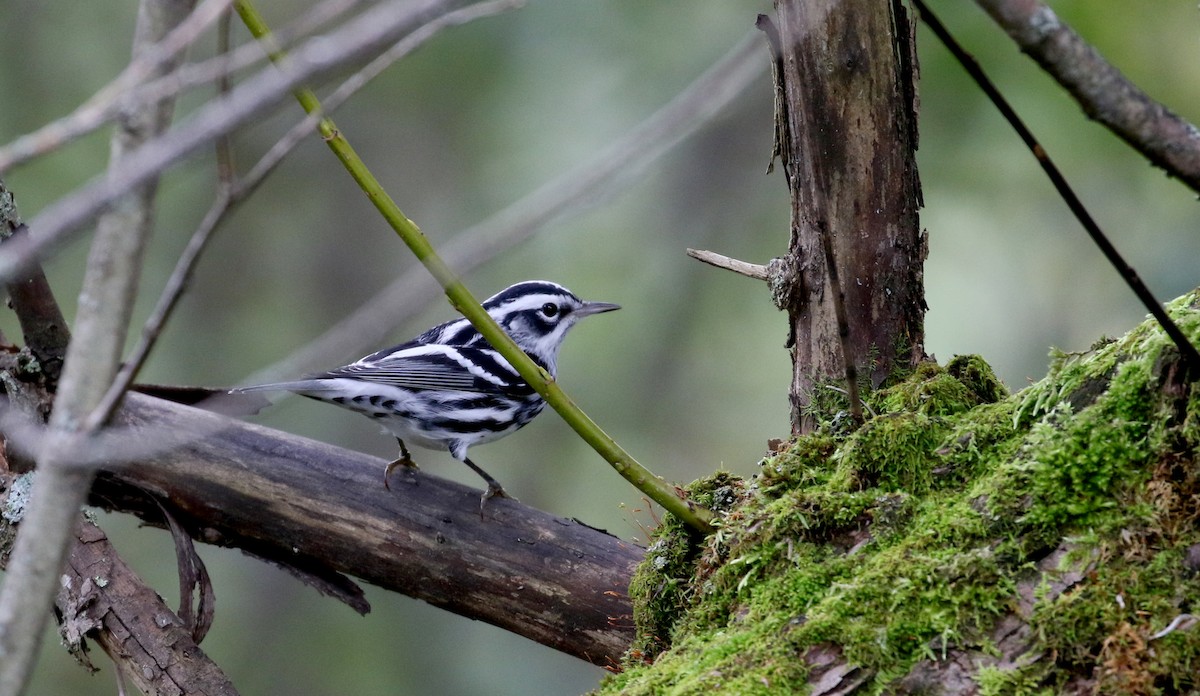 Black-and-white Warbler - ML222948841