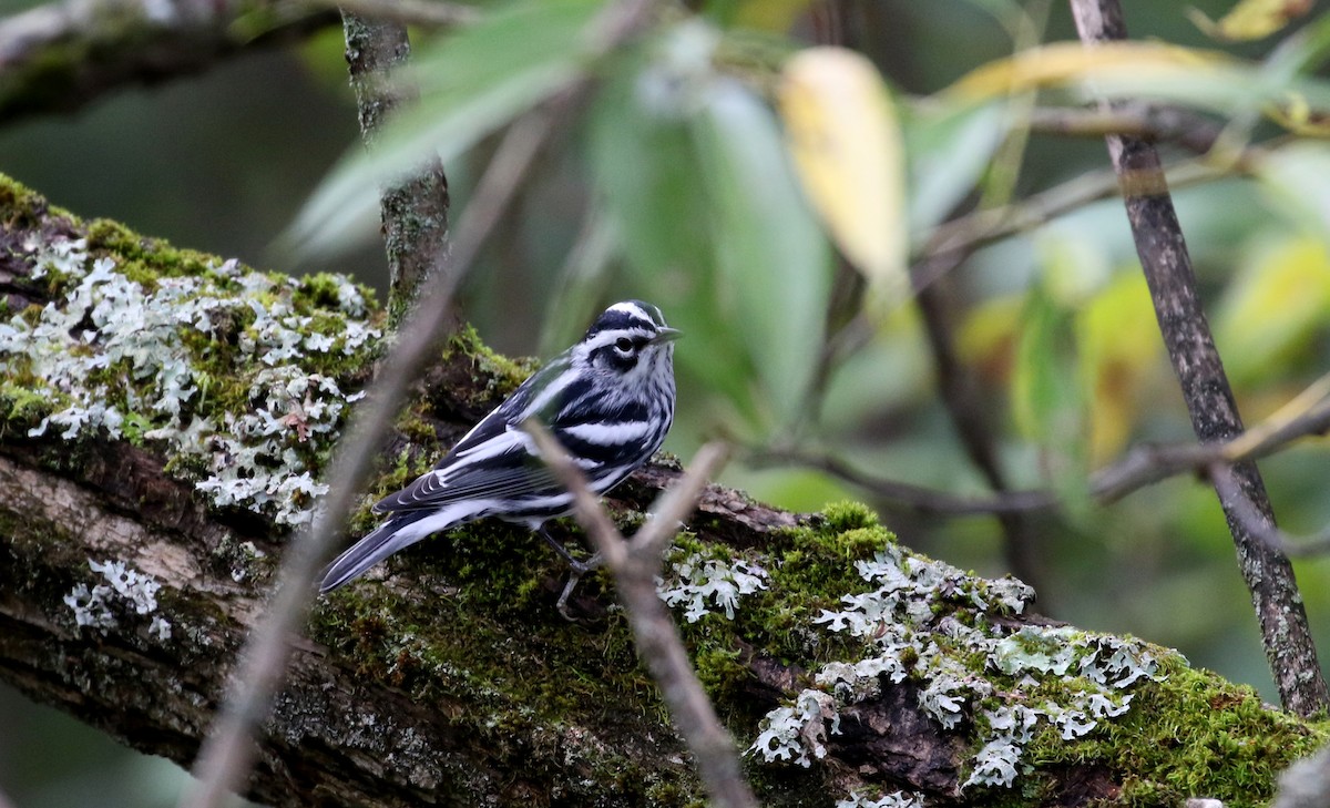 Black-and-white Warbler - ML222948941