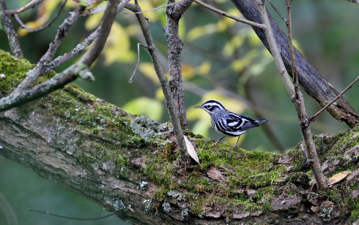 Black-and-white Warbler - ML222949171