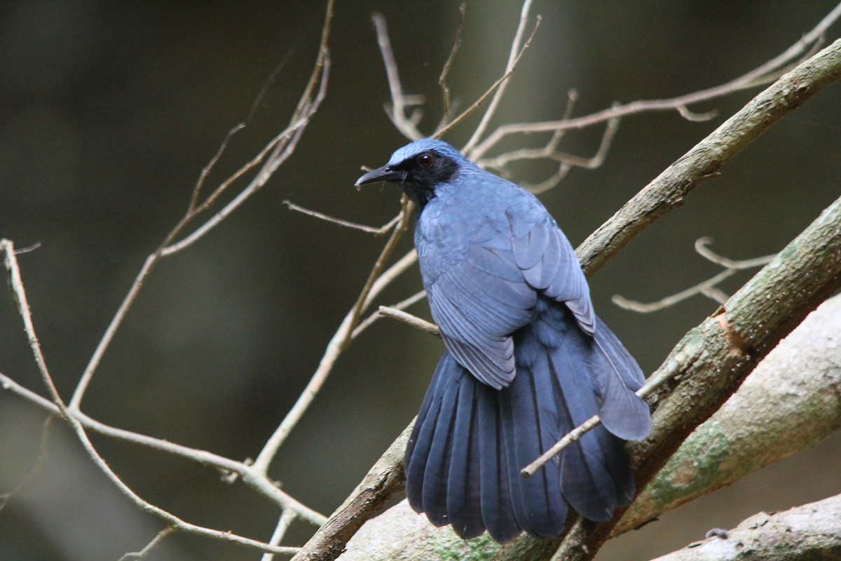 Blue Mockingbird - Javier Cruz Nieto