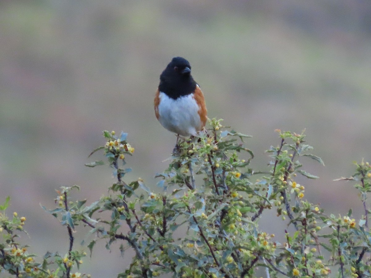 Spotted Towhee - ML222949851