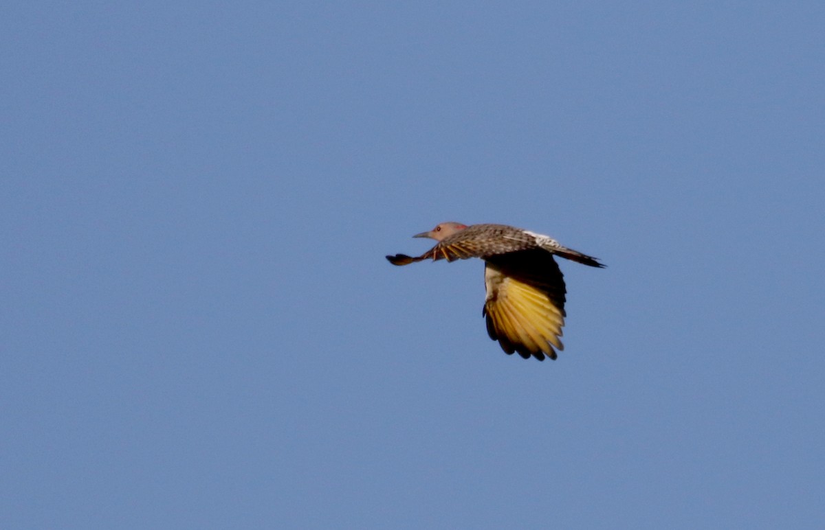 Northern Flicker (Yellow-shafted) - ML222951171