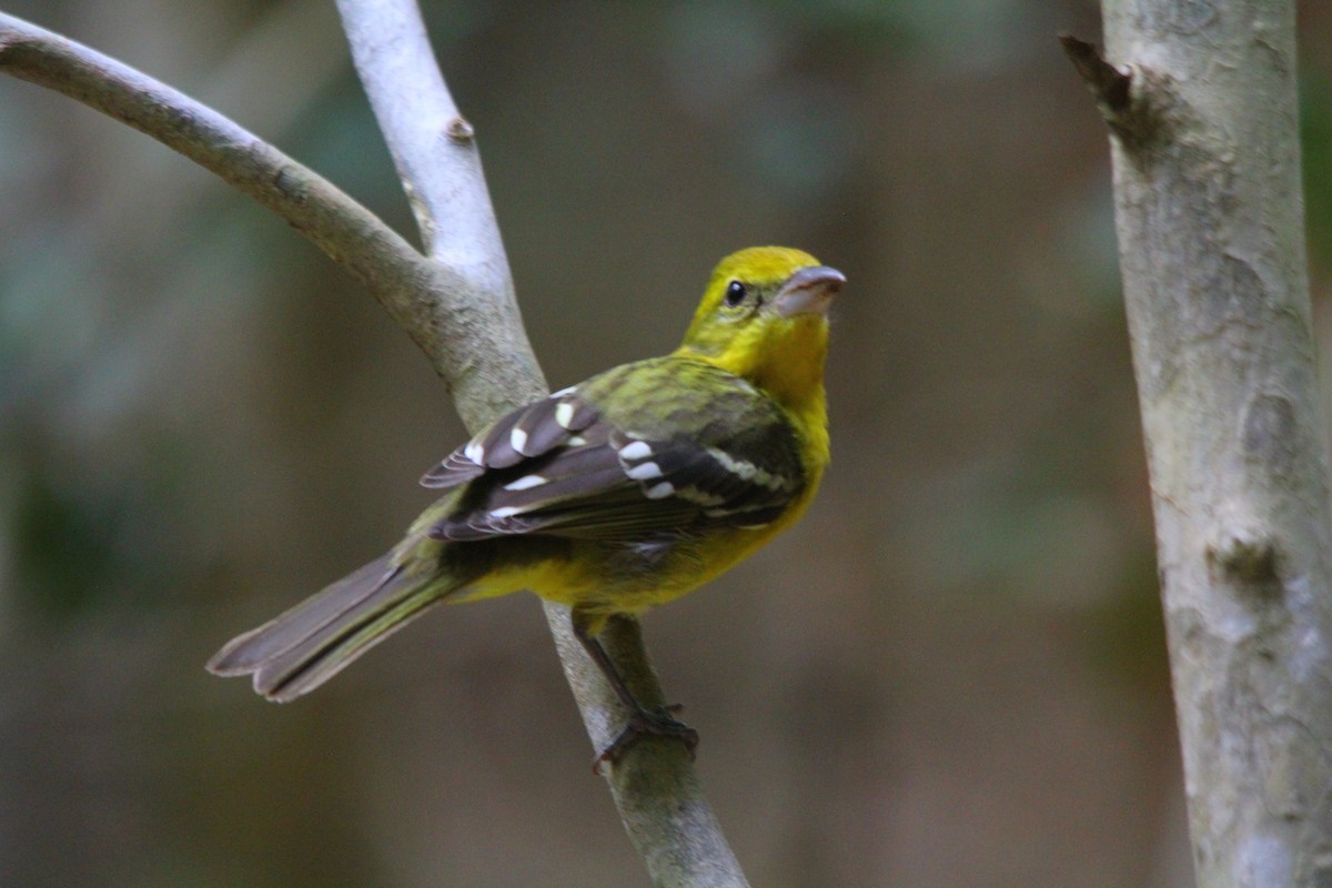 Flame-colored Tanager - ML22295191