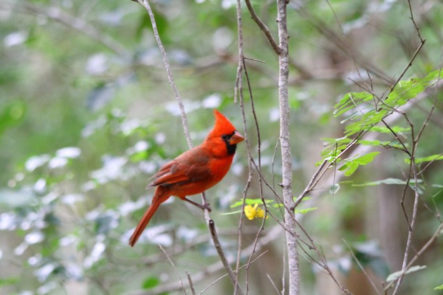 Male (subspecies&nbsp;<em>mariae</em>). - Northern Cardinal - 