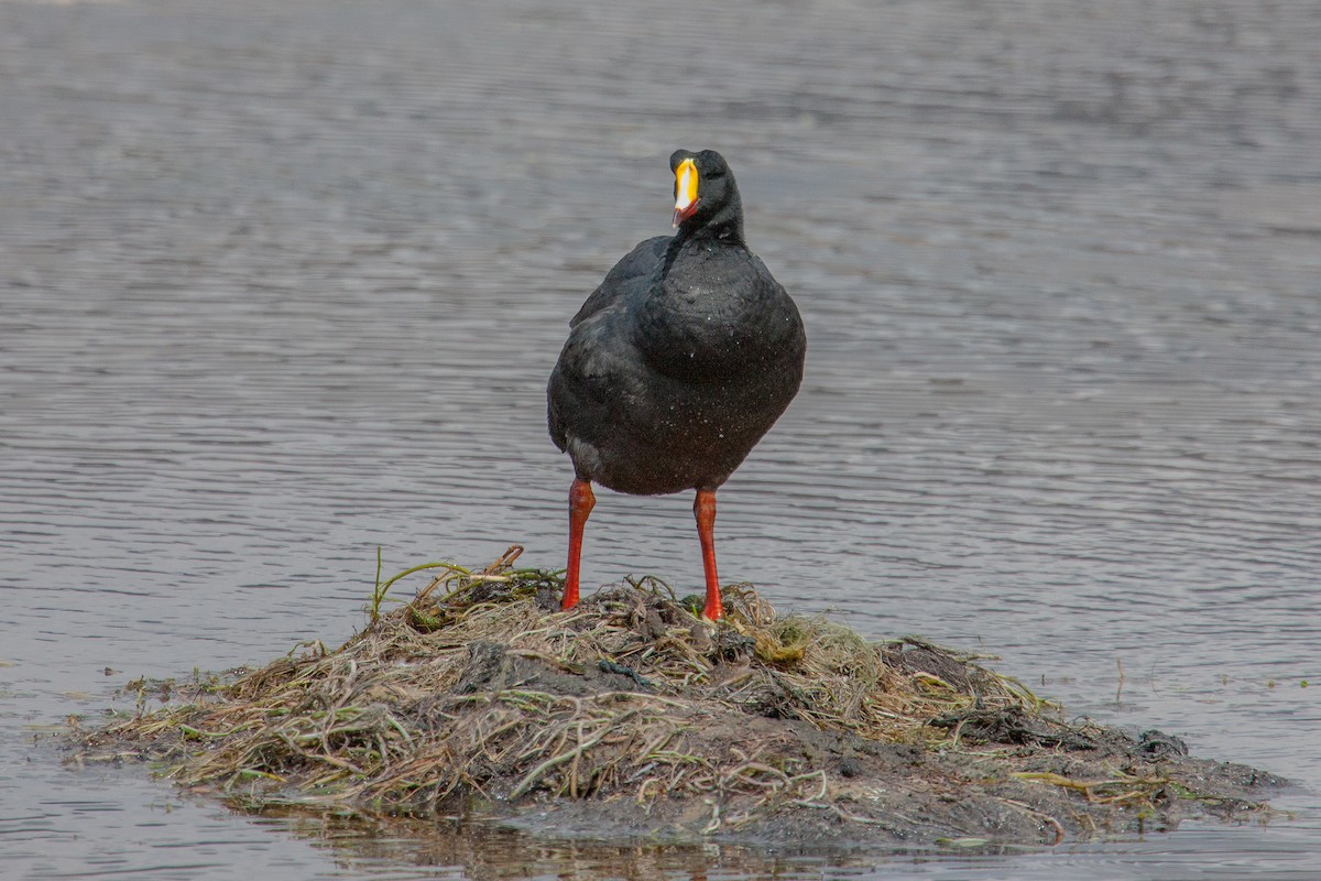Giant Coot - ML222952581