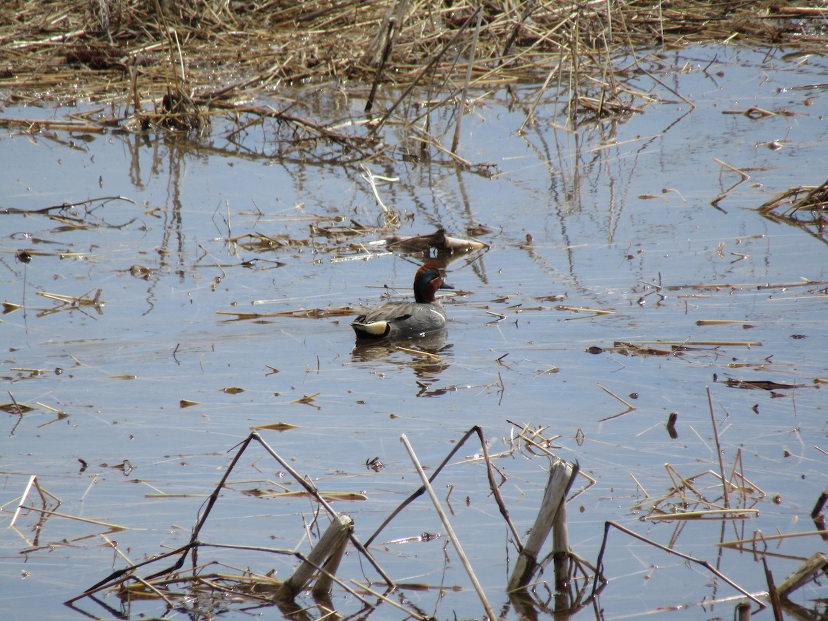 Green-winged Teal - ML222953371