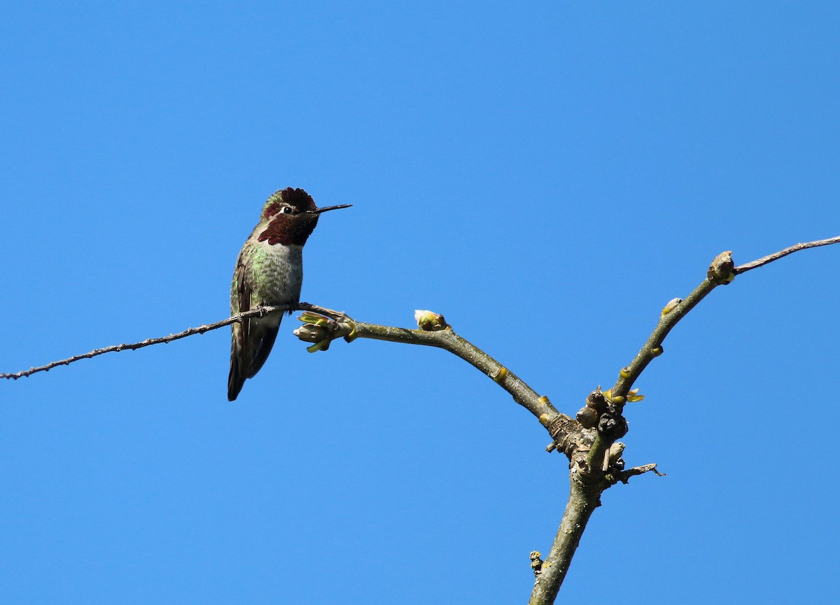 Anna's Hummingbird - ML222956671