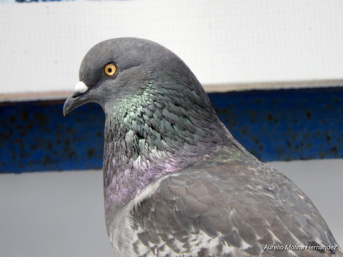 Rock Pigeon (Feral Pigeon) - Aurelio Molina Hernández