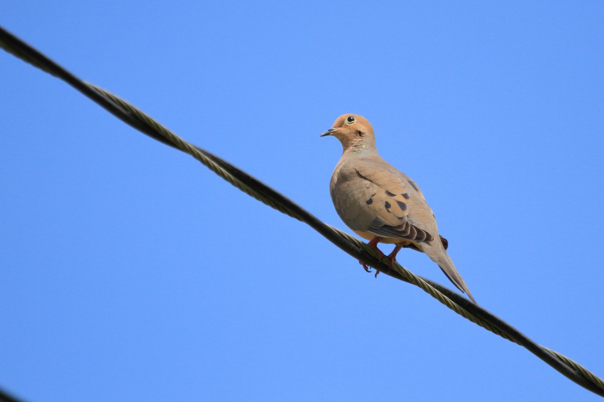 Mourning Dove - Phil Stouffer