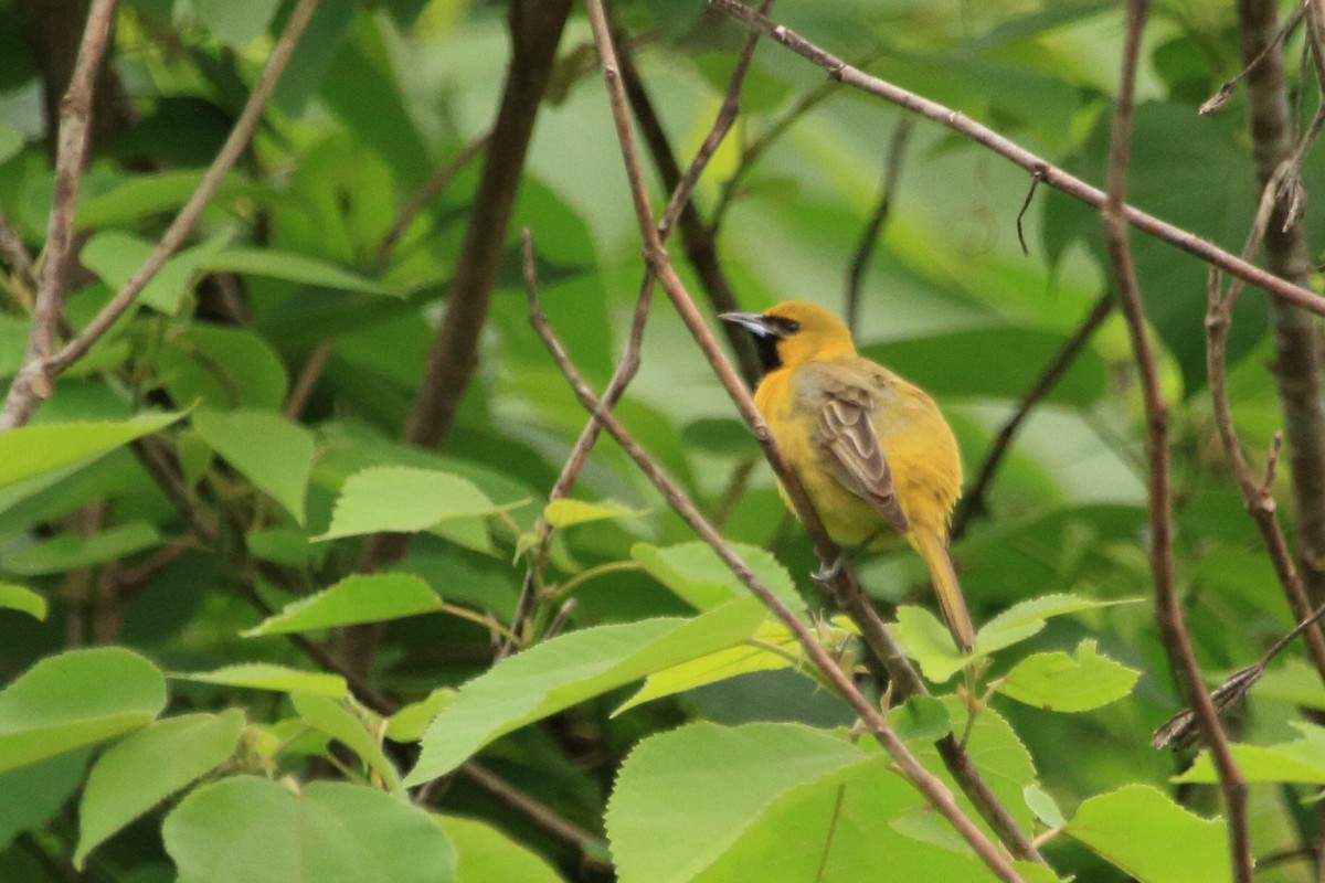 Orchard Oriole - ML222957811