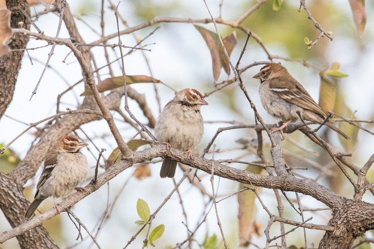 Chestnut-crowned Sparrow-Weaver - Peter  Steward