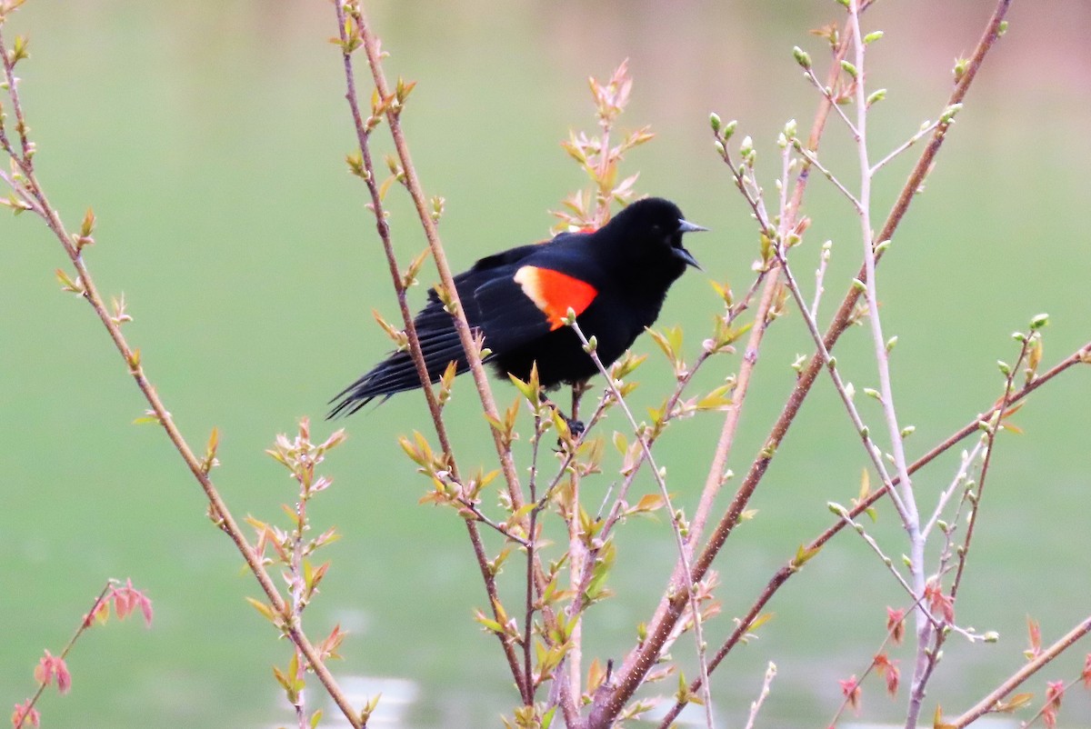 Red-winged Blackbird - ML222959611