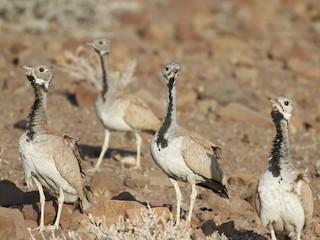Rüppell's Bustard - eBird